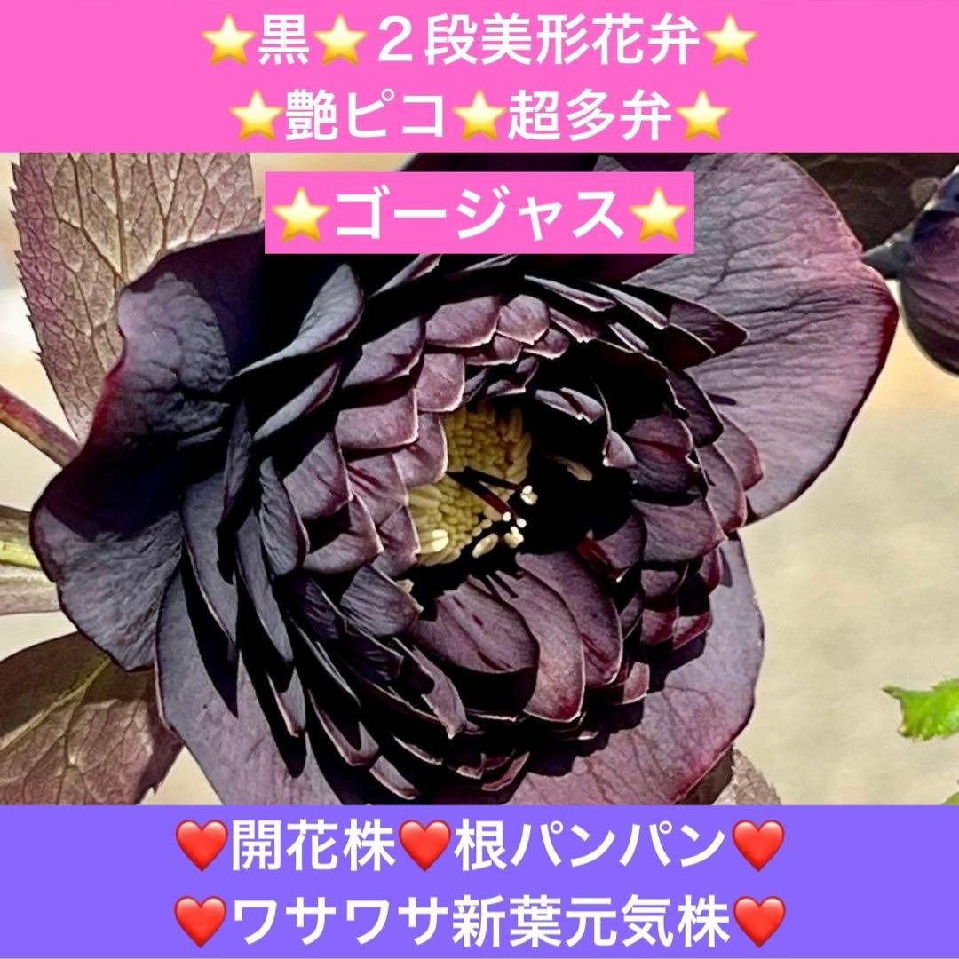 夕*え様 ❤️開花株❤️根パンパン❤️ワサワサ新葉元気株3236⭐️黒⭐️２段美