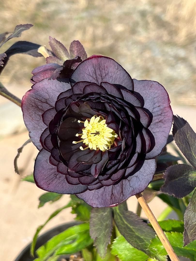 夕*え様 ❤️開花株❤️根パンパン❤️ワサワサ新葉元気株3236⭐️黒⭐️２段美