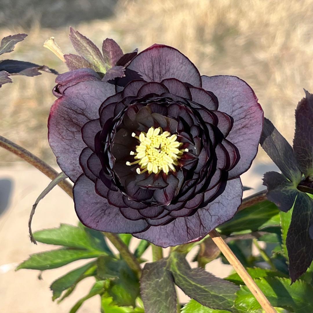 夕*え様 ❤️開花株❤️根パンパン❤️ワサワサ新葉元気株3236⭐️黒⭐️２段美