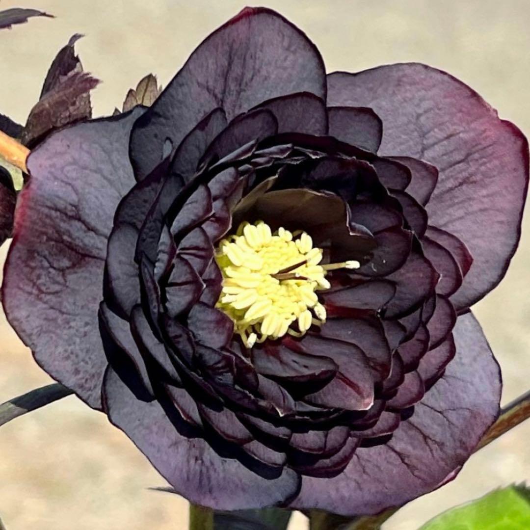 夕*え様 ❤️開花株❤️根パンパン❤️ワサワサ新葉元気株3236⭐️黒⭐️２段美