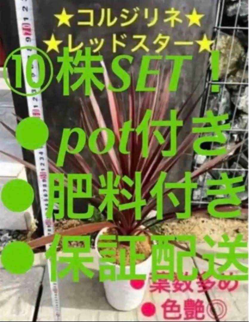 【10株まとめ買いSETコルジリネ レッドスター 鉢 用土込大きなTYPE】