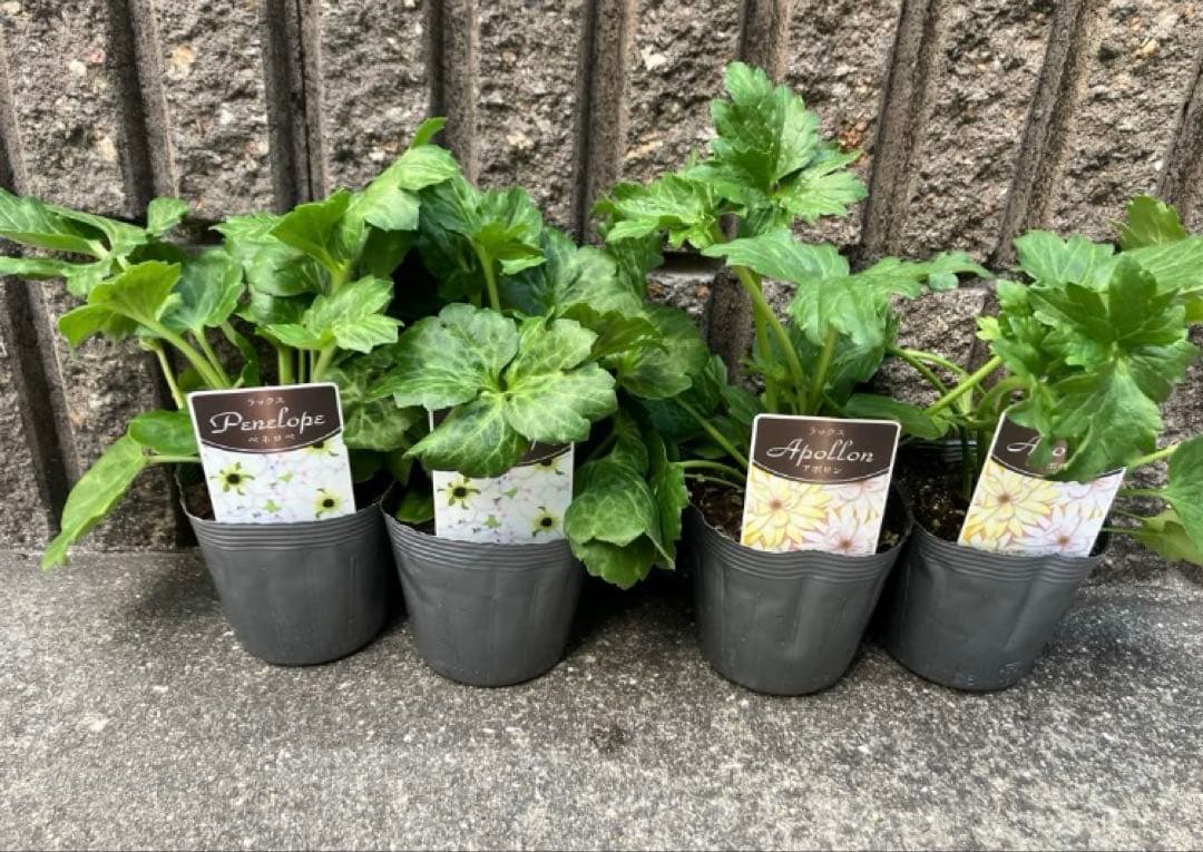 ①タグ付き正規品新品種4ポット　ラナンキュラスラックス　アポロン　ペネロペ