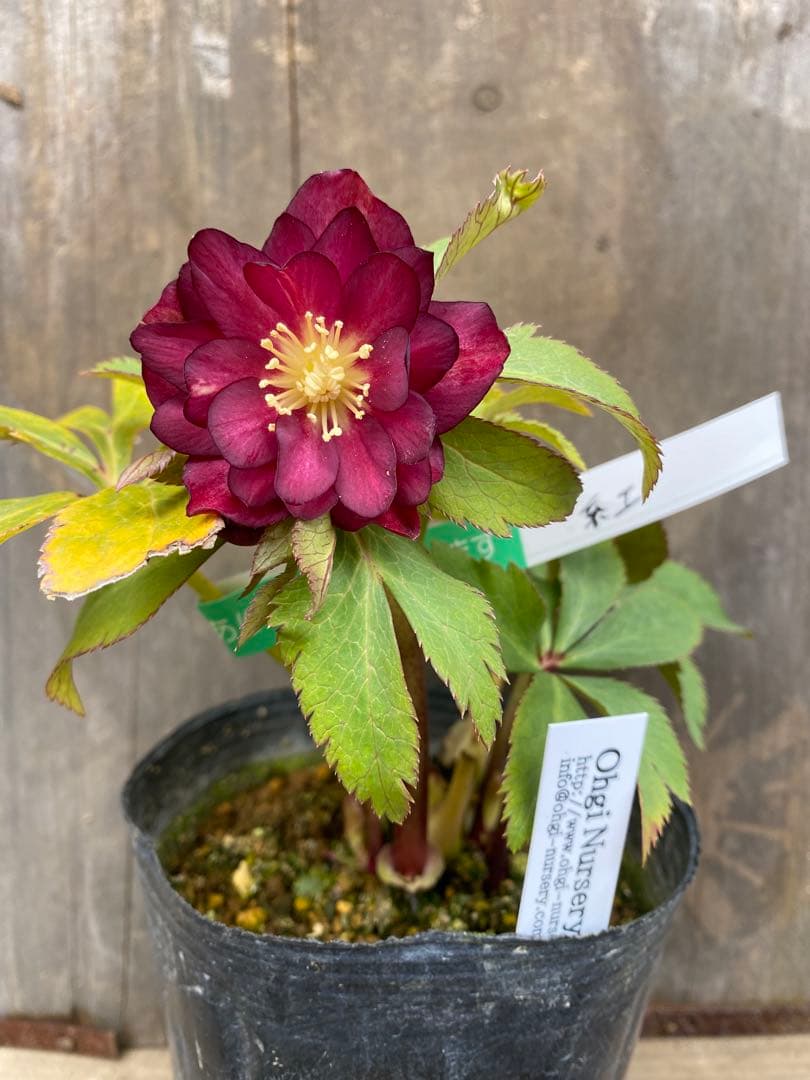 紅　大木ナーセリー