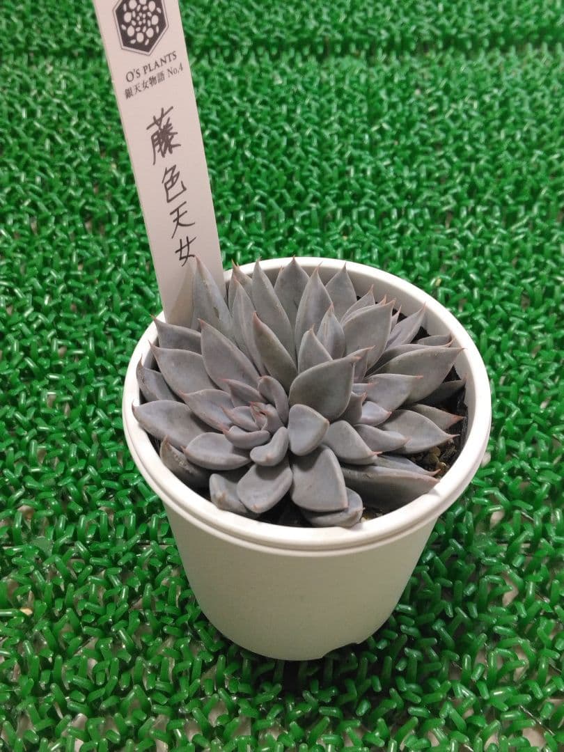 ‬*☆様 【O’s PLANTS】藤色天女【札付き】群生