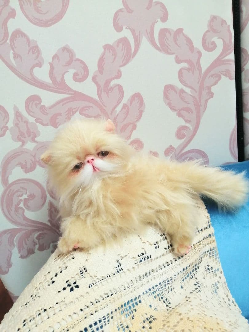 ふにゃっくた♡やわにゃわ♡エキゾチック子猫ちゃん♡アートドール♡ぬいぐるみ♡