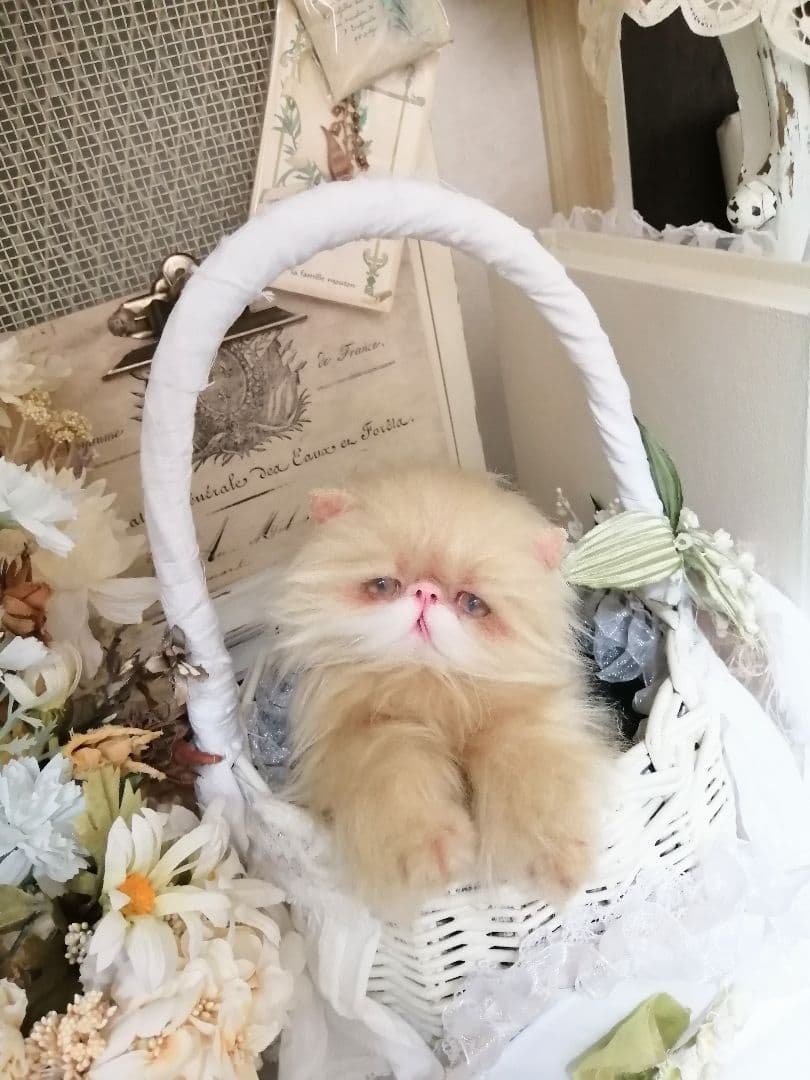 ふにゃっくた♡やわにゃわ♡エキゾチック子猫ちゃん♡アートドール♡ぬいぐるみ♡