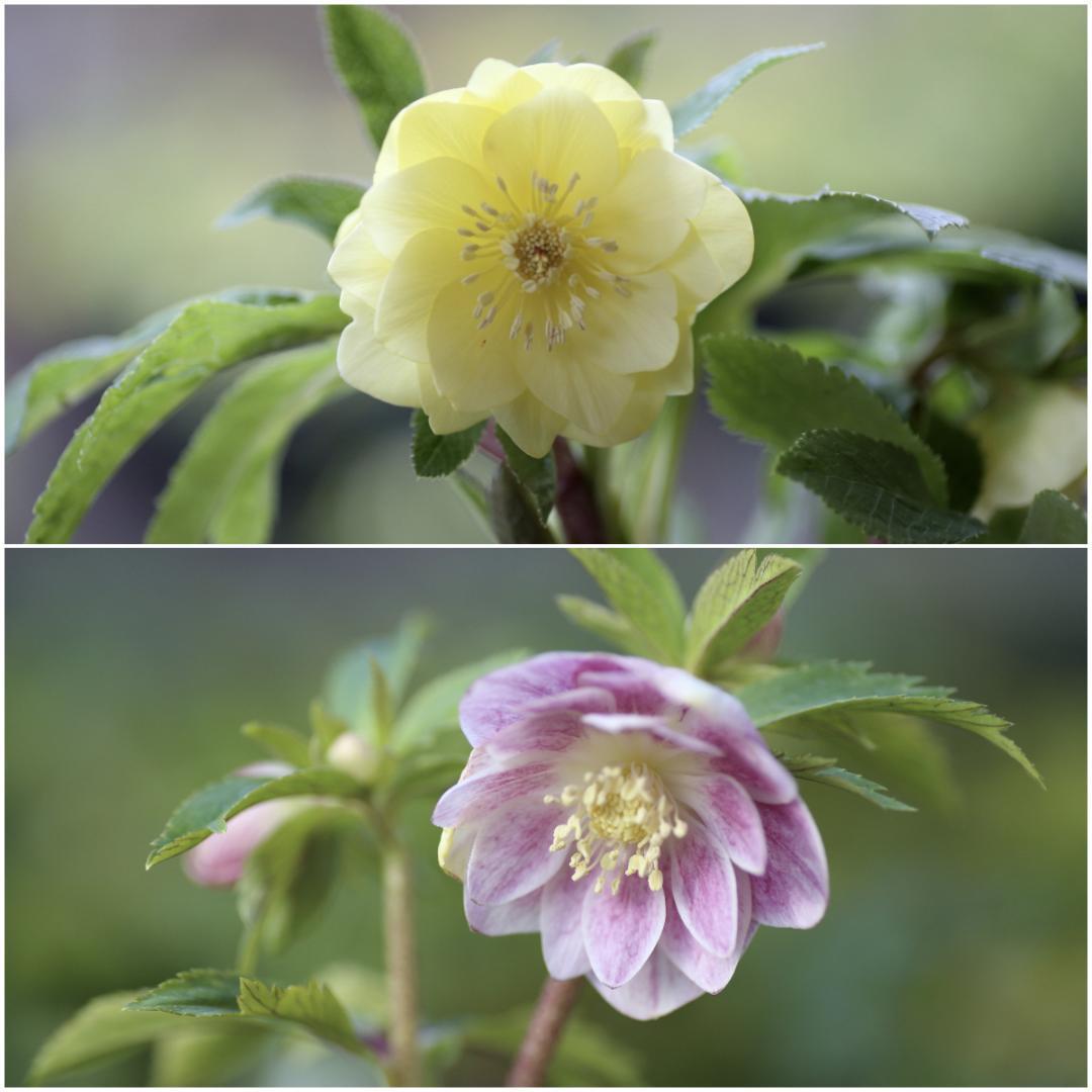 もーちゃ「セール」クリスマスローズ 小苗 セット