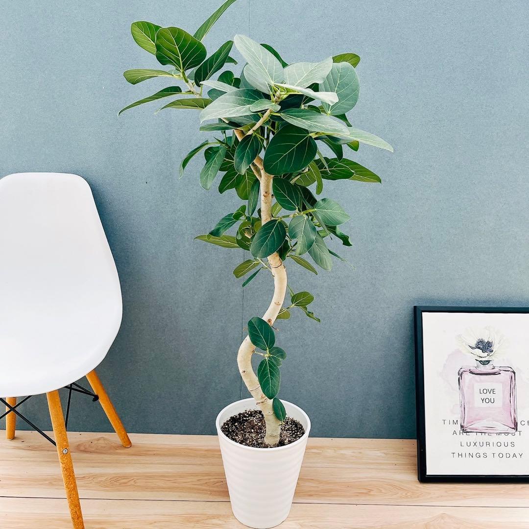 ［現品］16番　フィカスベンガレンシス　曲がり 8号　観葉　室内　大型　幹太