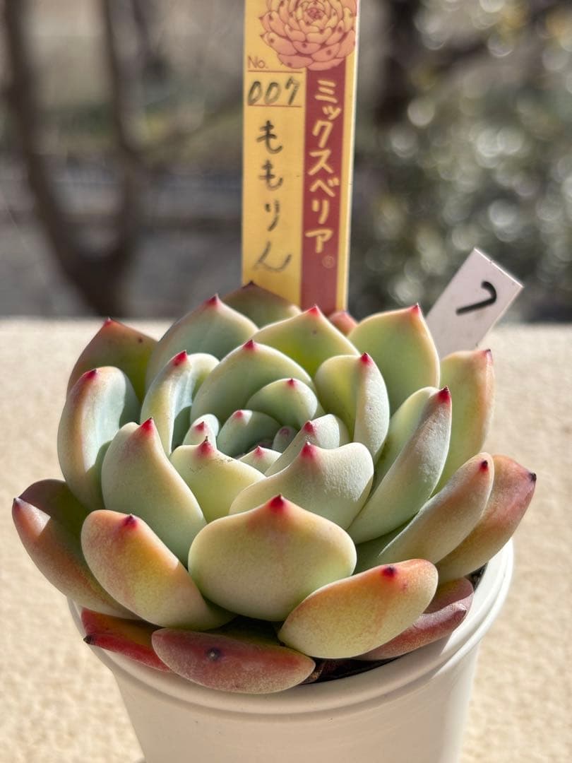 多肉　ももりん⑦ 札付き　ミックスベリア　おらいさん苗　検) 青札　ざわわ