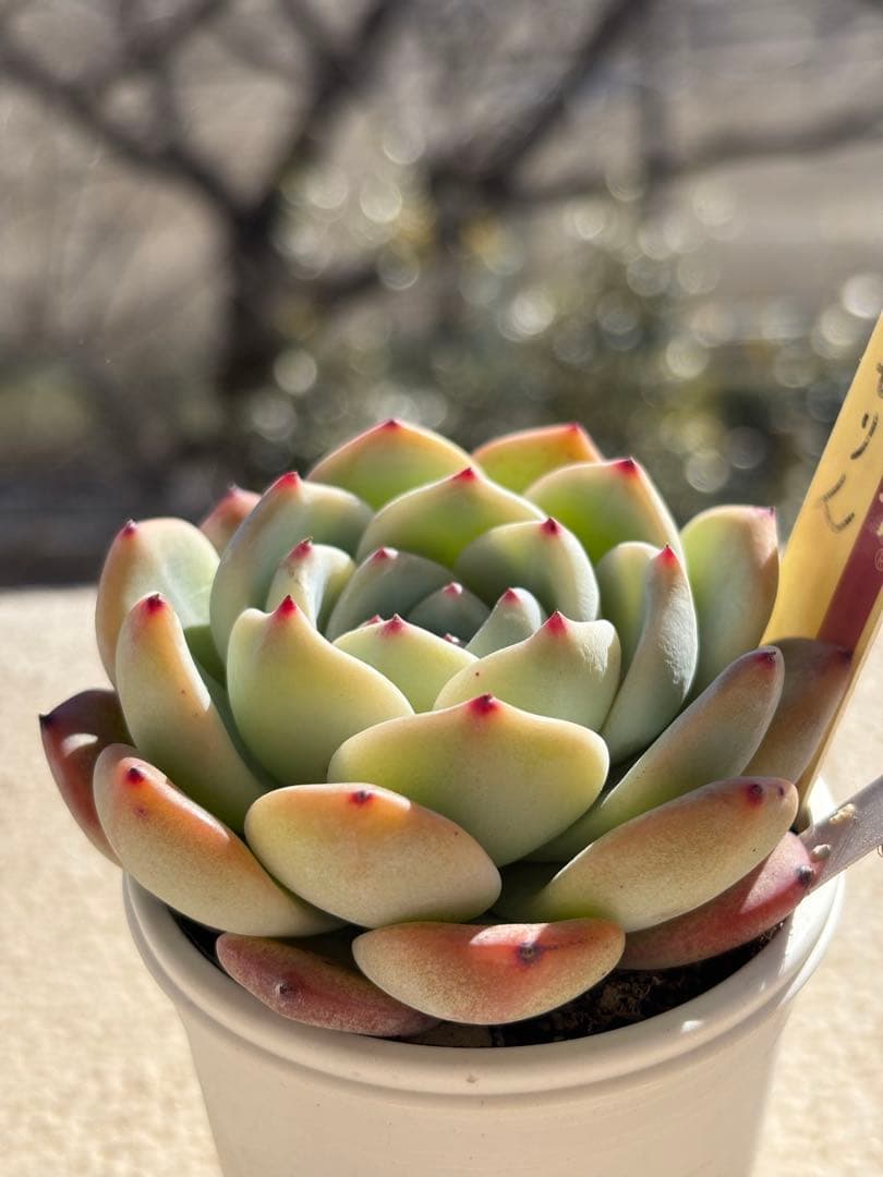 多肉　ももりん⑦ 札付き　ミックスベリア　おらいさん苗　検) 青札　ざわわ