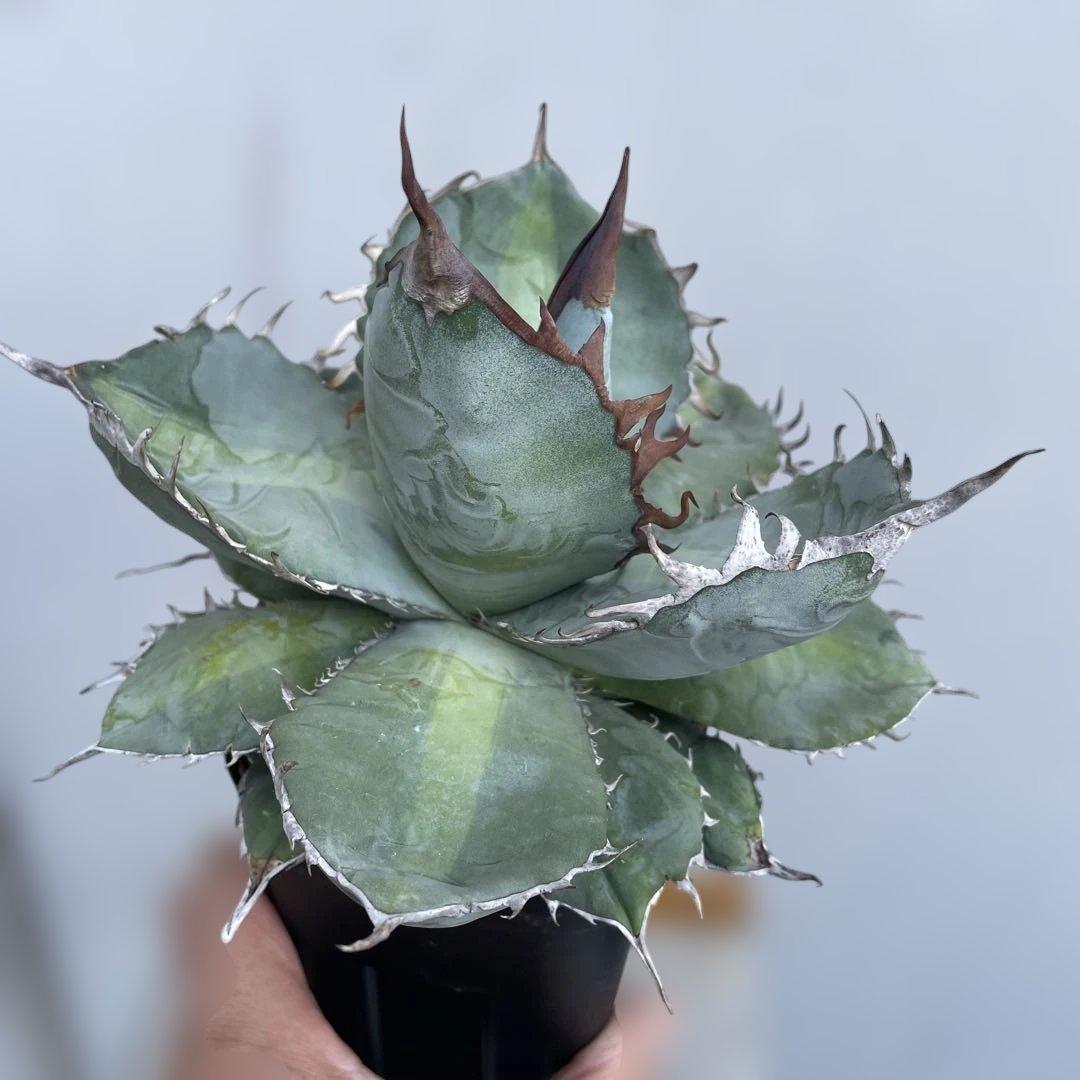 アガベ　チタノタ　‘1981’ 極上ブルー　中斑模様　オテロイ　珍品