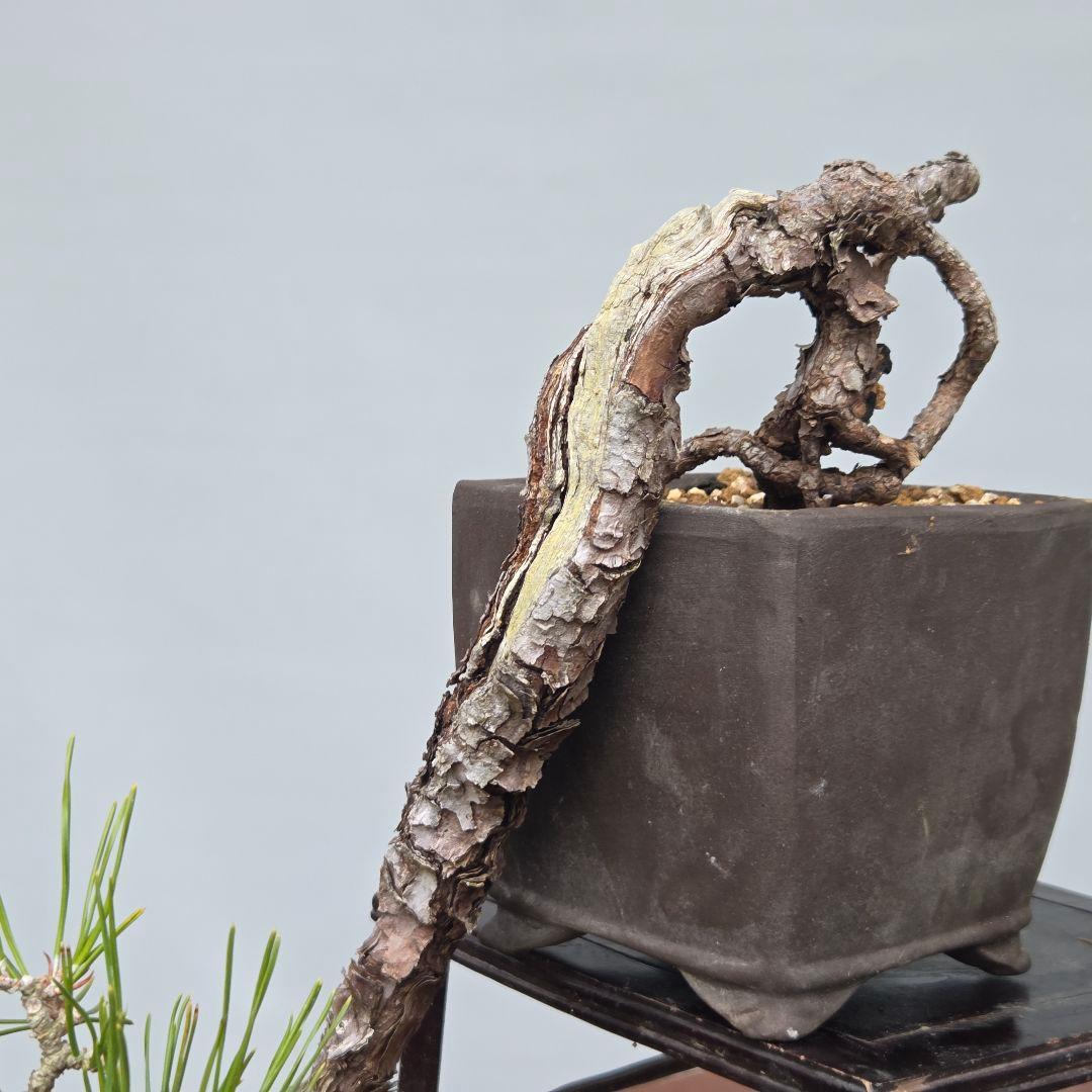 黒松　(山採り)　[懸崖]　貴風盆栽