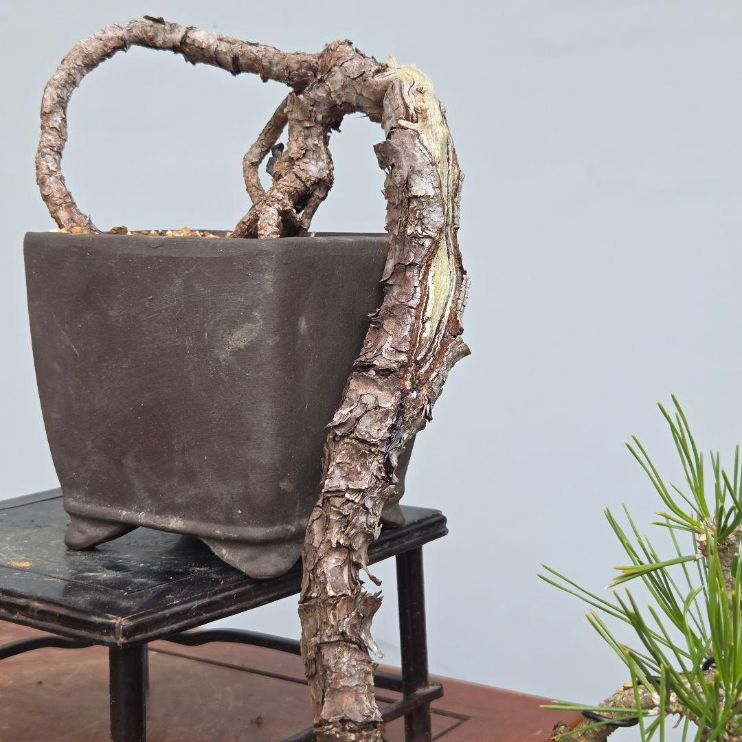 黒松　(山採り)　[懸崖]　貴風盆栽