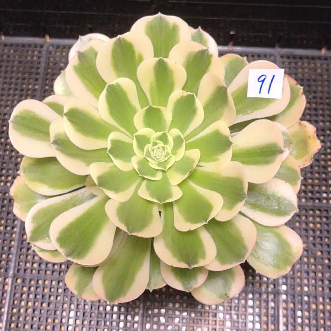 91 #多肉植物アエオニウム錦❤️グリーン.メデューサ❤️1大頭9子芽22cm拔き苗