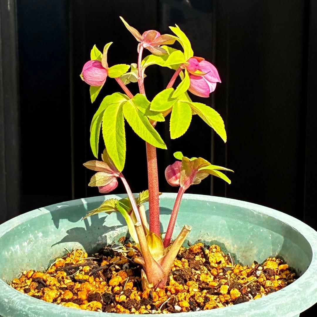 A*️様 3587☘️蕾花付き☘️極上☘️7号☘️⭐️SD⭐️ピンクオーレア⭐️