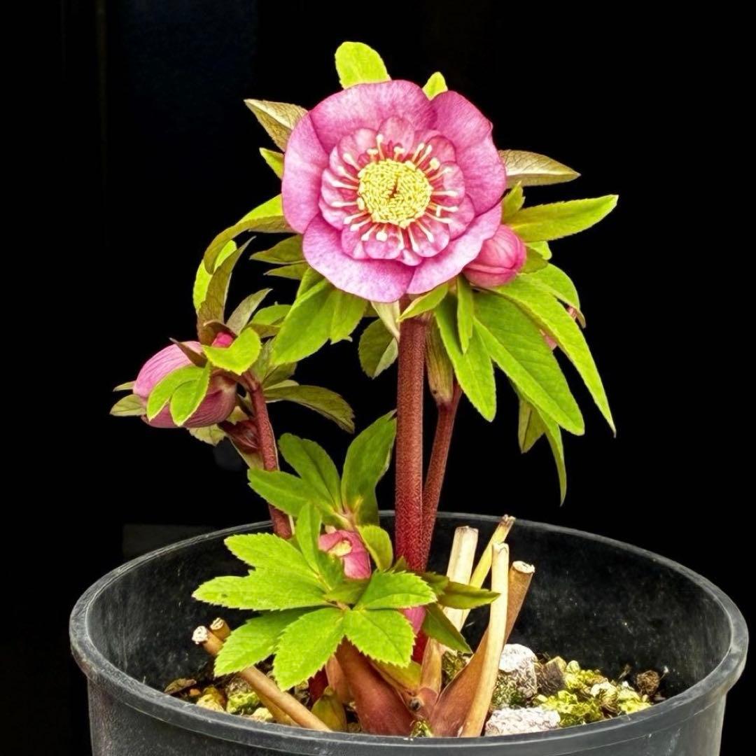 A*️様 3587☘️蕾花付き☘️極上☘️7号☘️⭐️SD⭐️ピンクオーレア⭐️