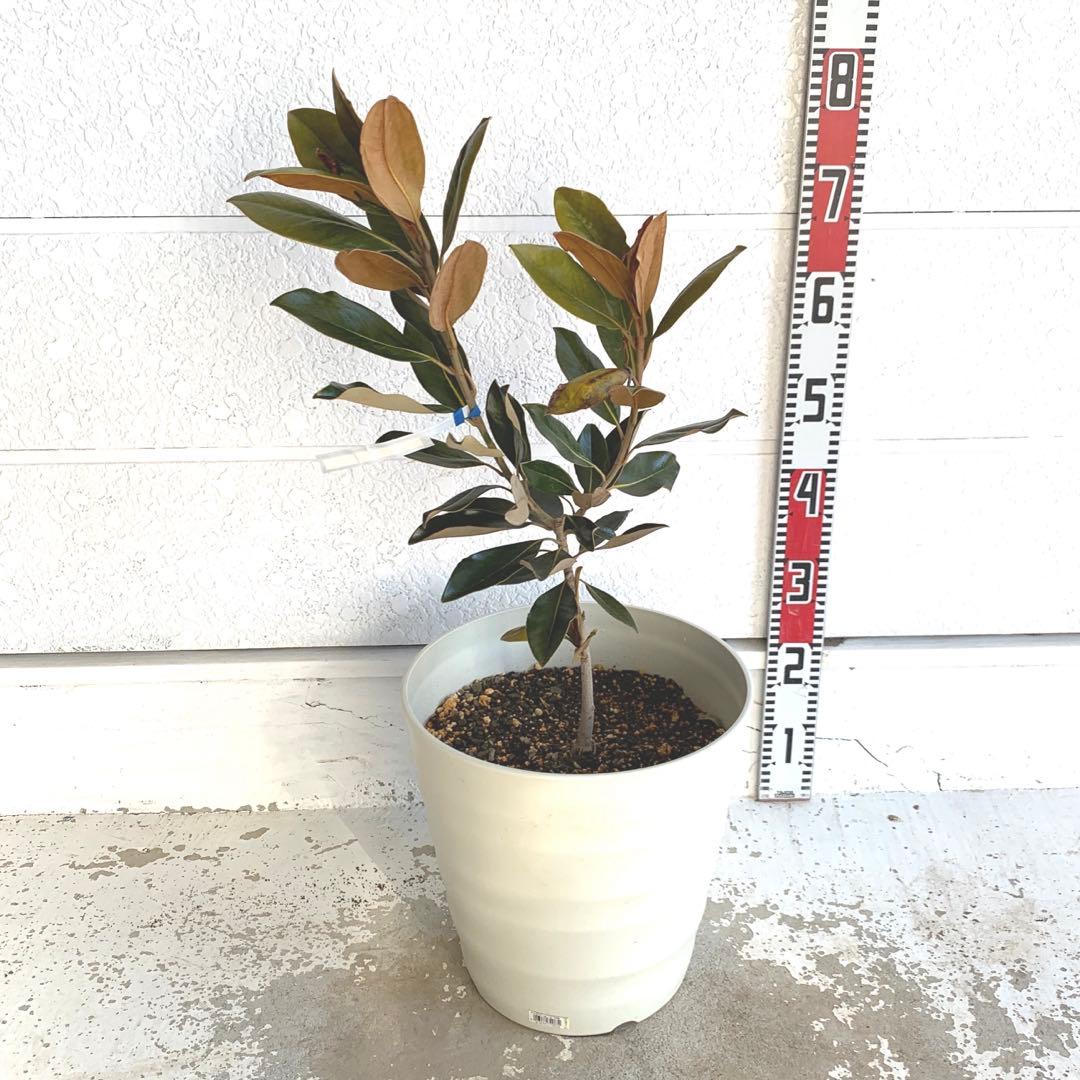 タイサンボク　リトルジェム　約70cm 大山木　希少種　苗木　鉢植え　05