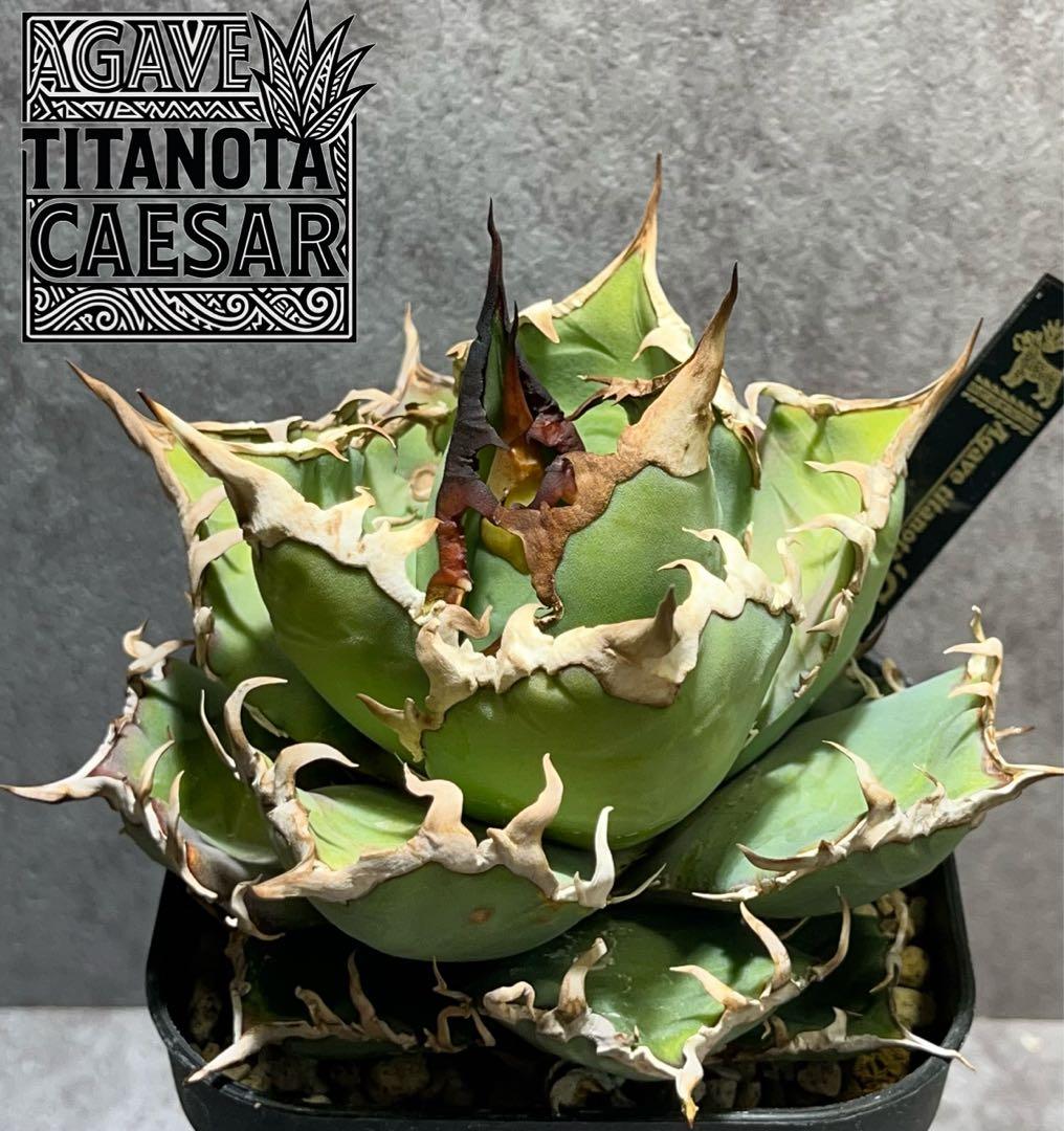 チタノタ　シーザー　美株　タグ付き　【99】