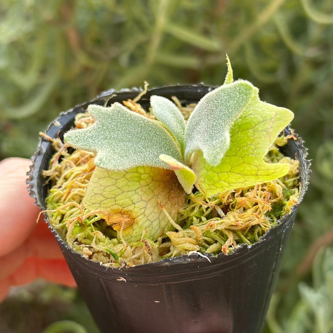 ビカクシダ P.willinckii Frosty Maiden Spore 04