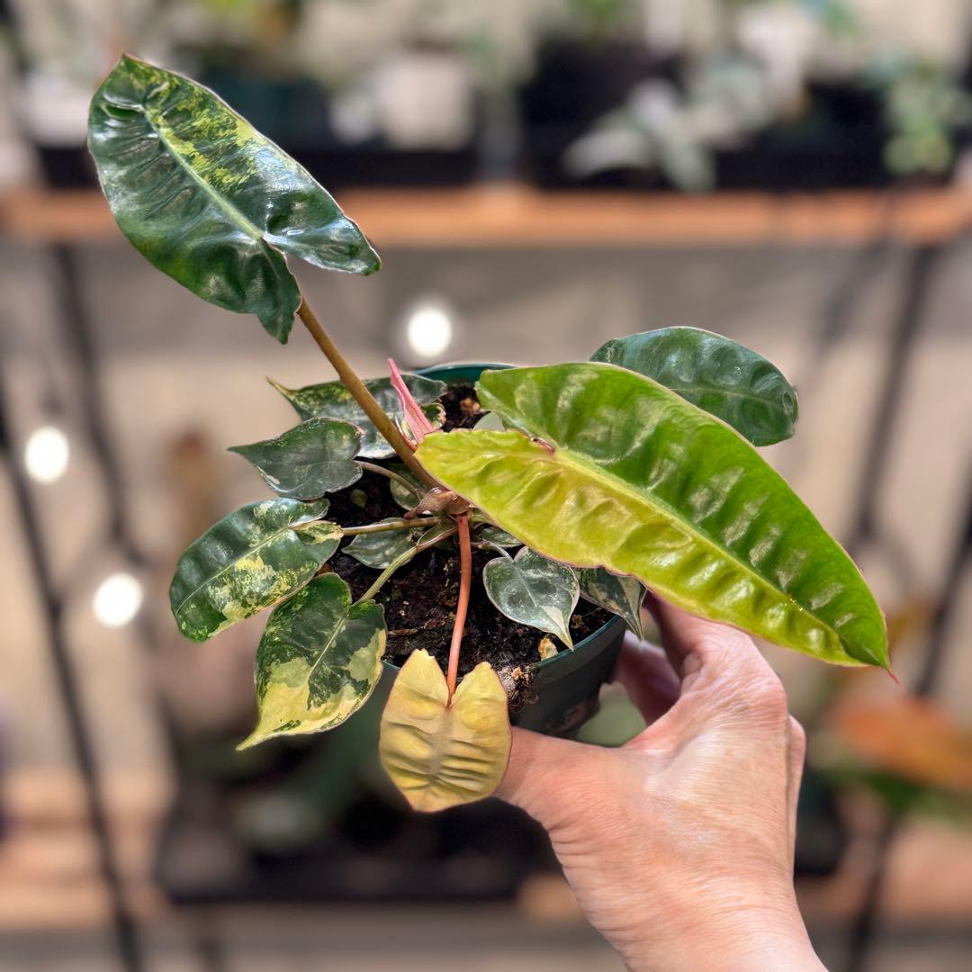 さ**様 26 フィロデンドロン　ビレッタエ　ビレッティア　斑入り　美斑