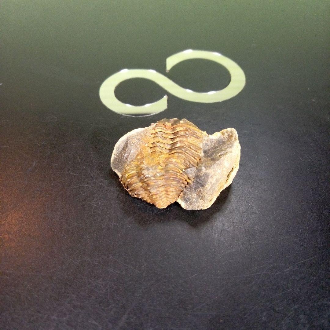 三葉虫　化石　fossil　海　ボリビア産　trilobite　海生動物網⑨