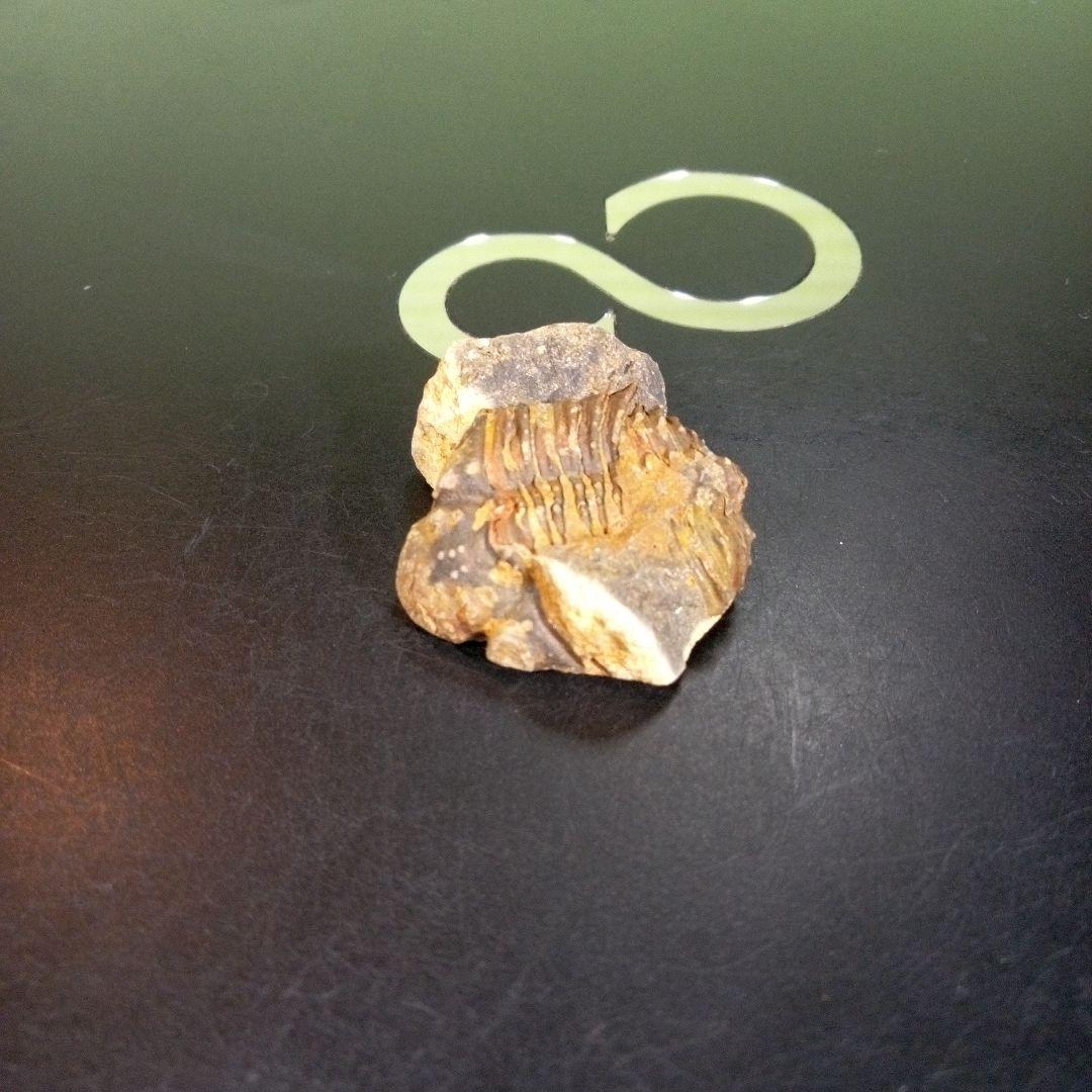 三葉虫　化石　fossil　海　ボリビア産　trilobite　海生動物網⑨