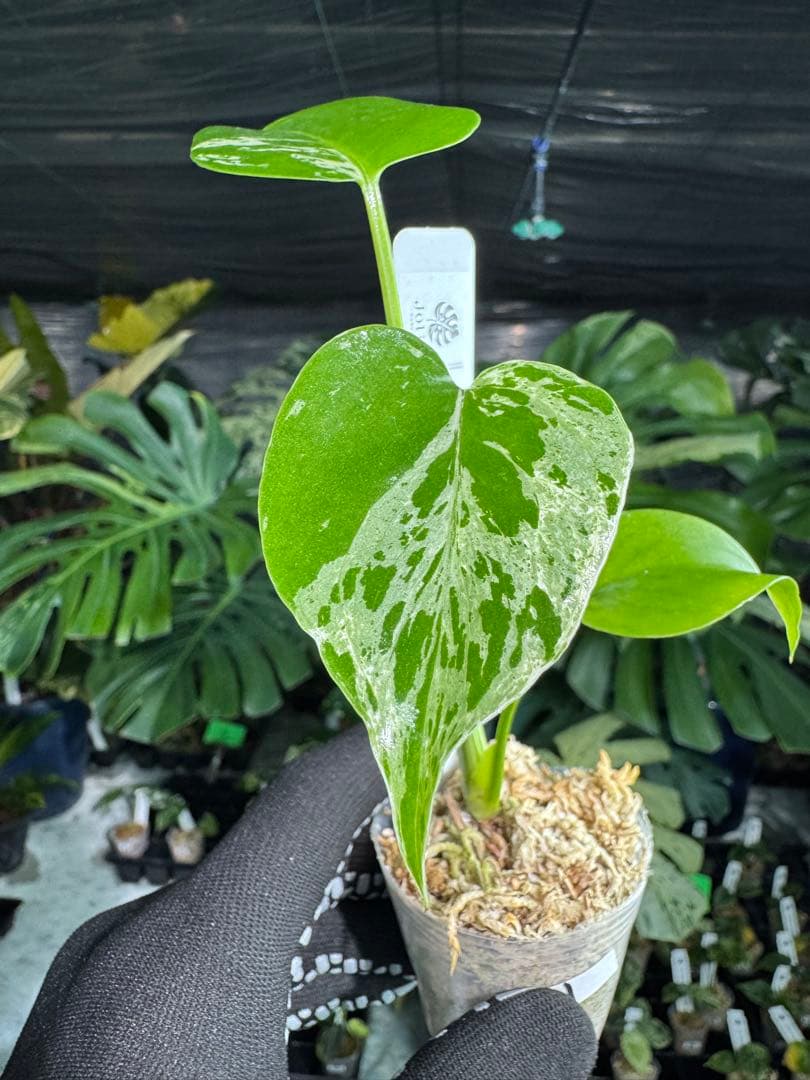 1モンステラ　デリシオーサ　ベトシオーサ　2寸ポリポット　ネコポス発送