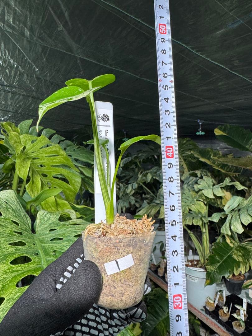1モンステラ　デリシオーサ　ベトシオーサ　2寸ポリポット　ネコポス発送