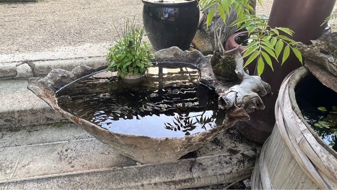 オリジナル手造り一品物めだか鉢　‼️