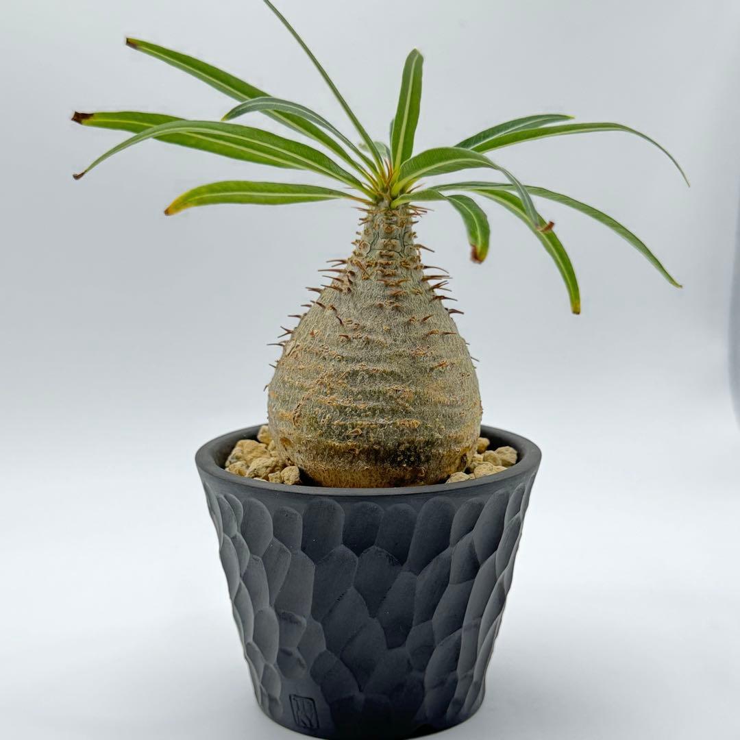 パキポディウム グラキリス 現地球 スライム型 チビグラ ミニグラTOKY 鉢