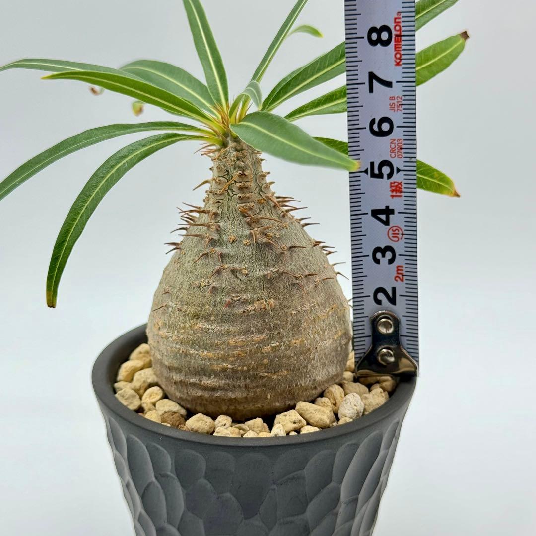 パキポディウム グラキリス 現地球 スライム型 チビグラ ミニグラTOKY 鉢