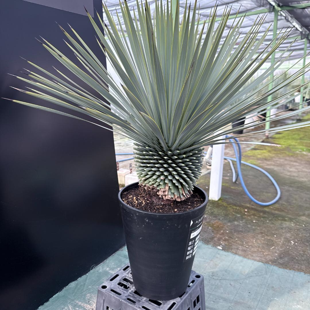 【AL1162】ユッカ　ロストラータ　短葉の極み個体