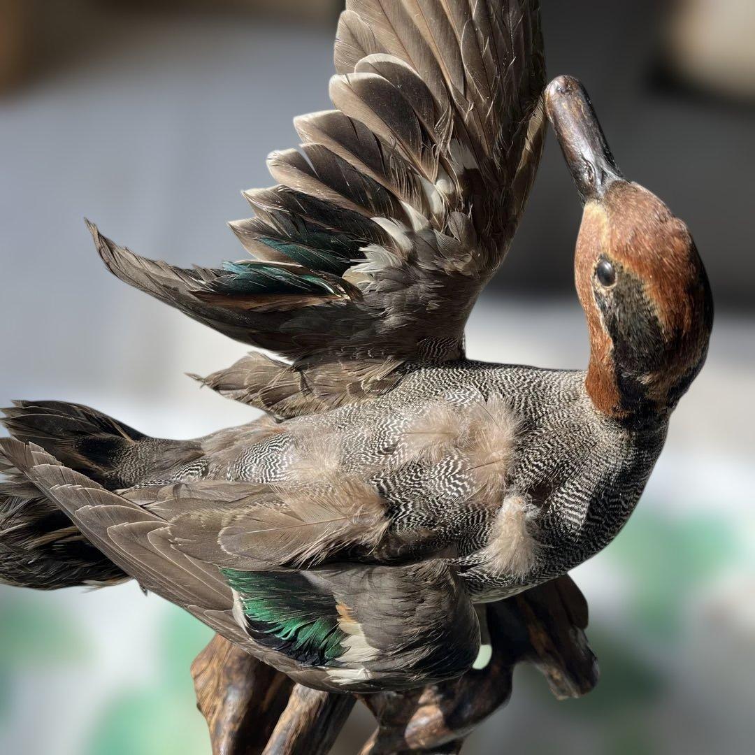 オシドリとコガモ【オス】ガラスケース付き