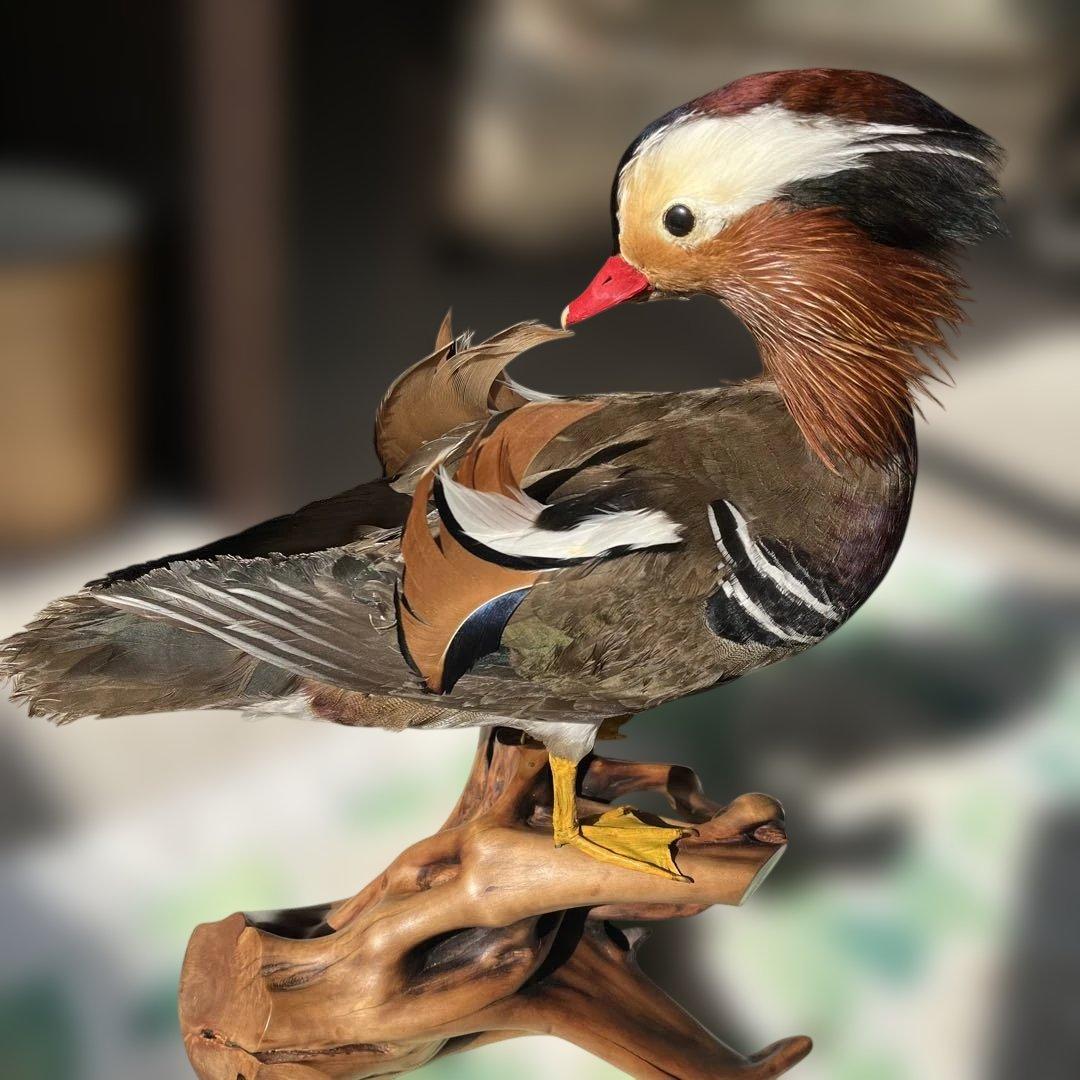 オシドリとコガモ【オス】ガラスケース付き