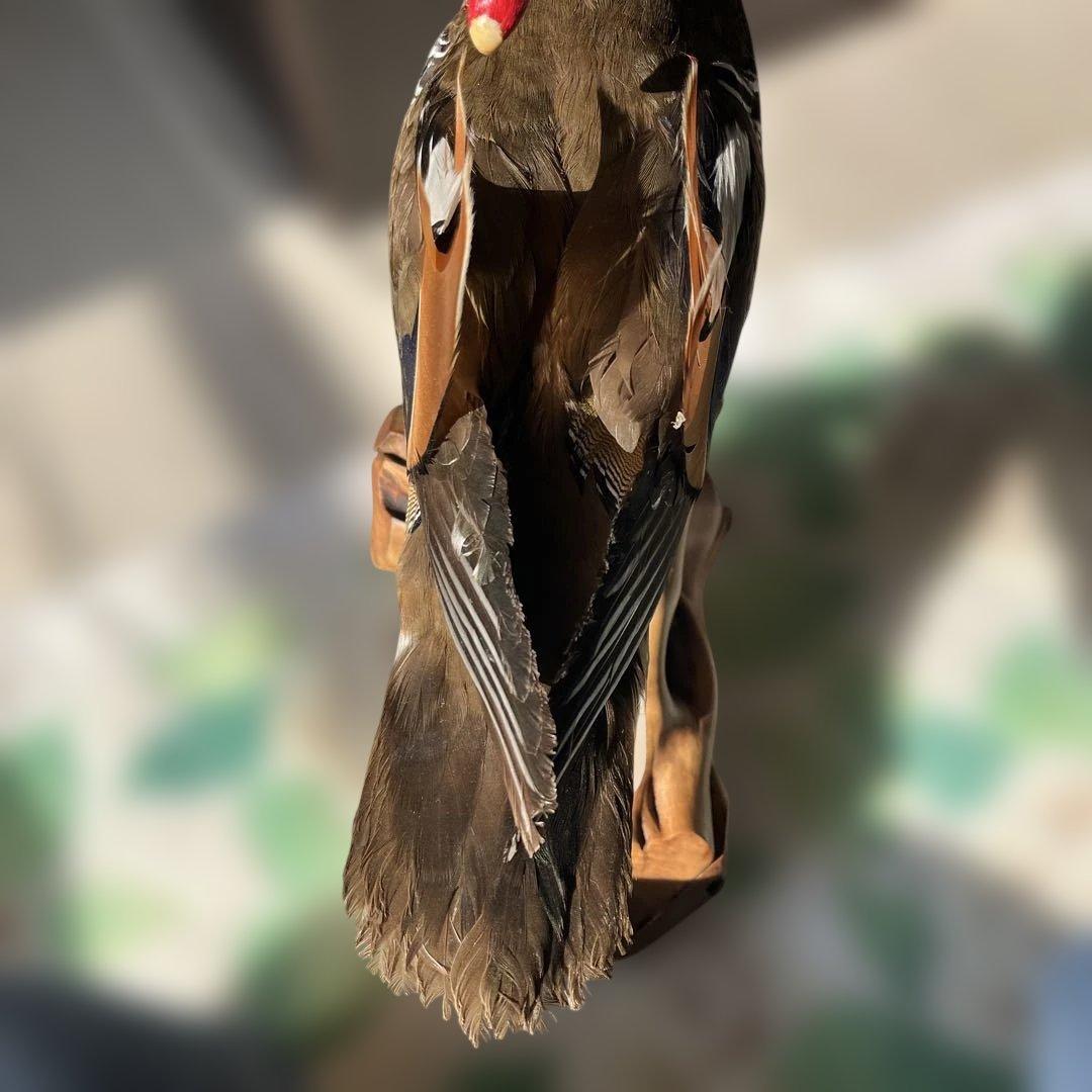 オシドリとコガモ【オス】ガラスケース付き