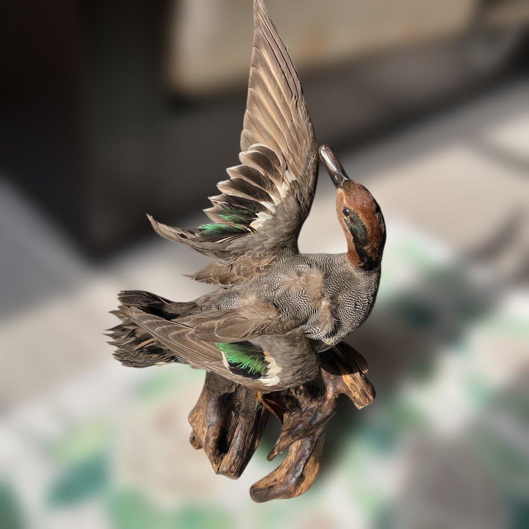 オシドリとコガモ【オス】ガラスケース付き