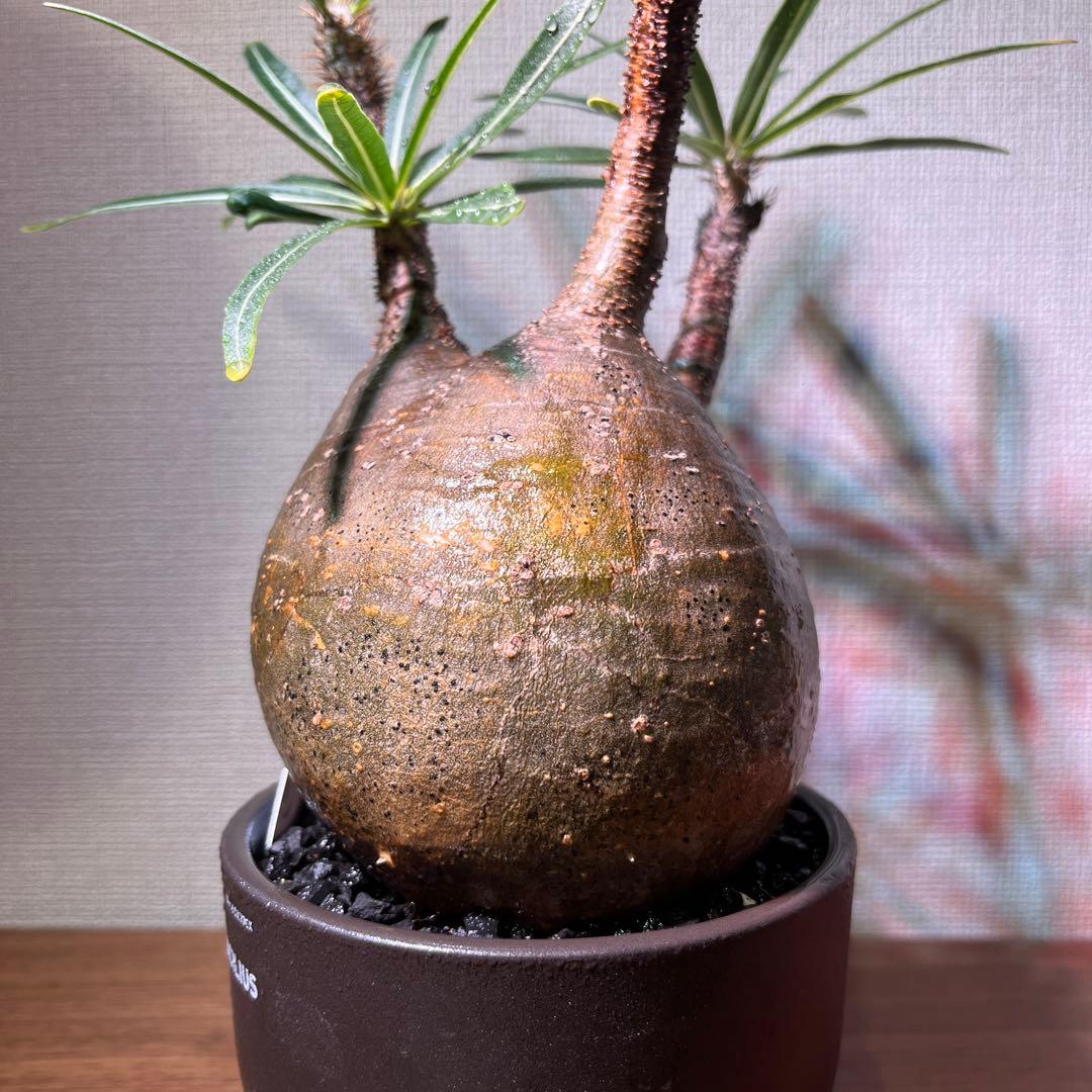 パキポディウム・グラキリス。安心発根済み。良型。