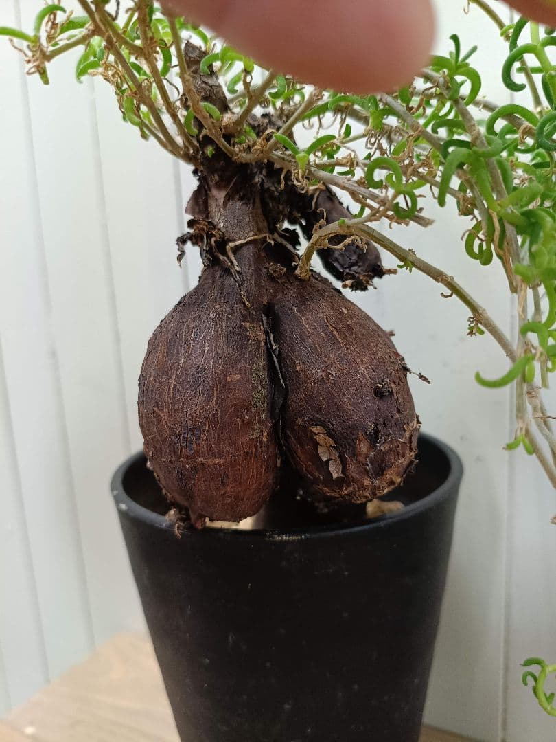 H030 超希少種発根済み メストクレマ ツベローサム 養生株