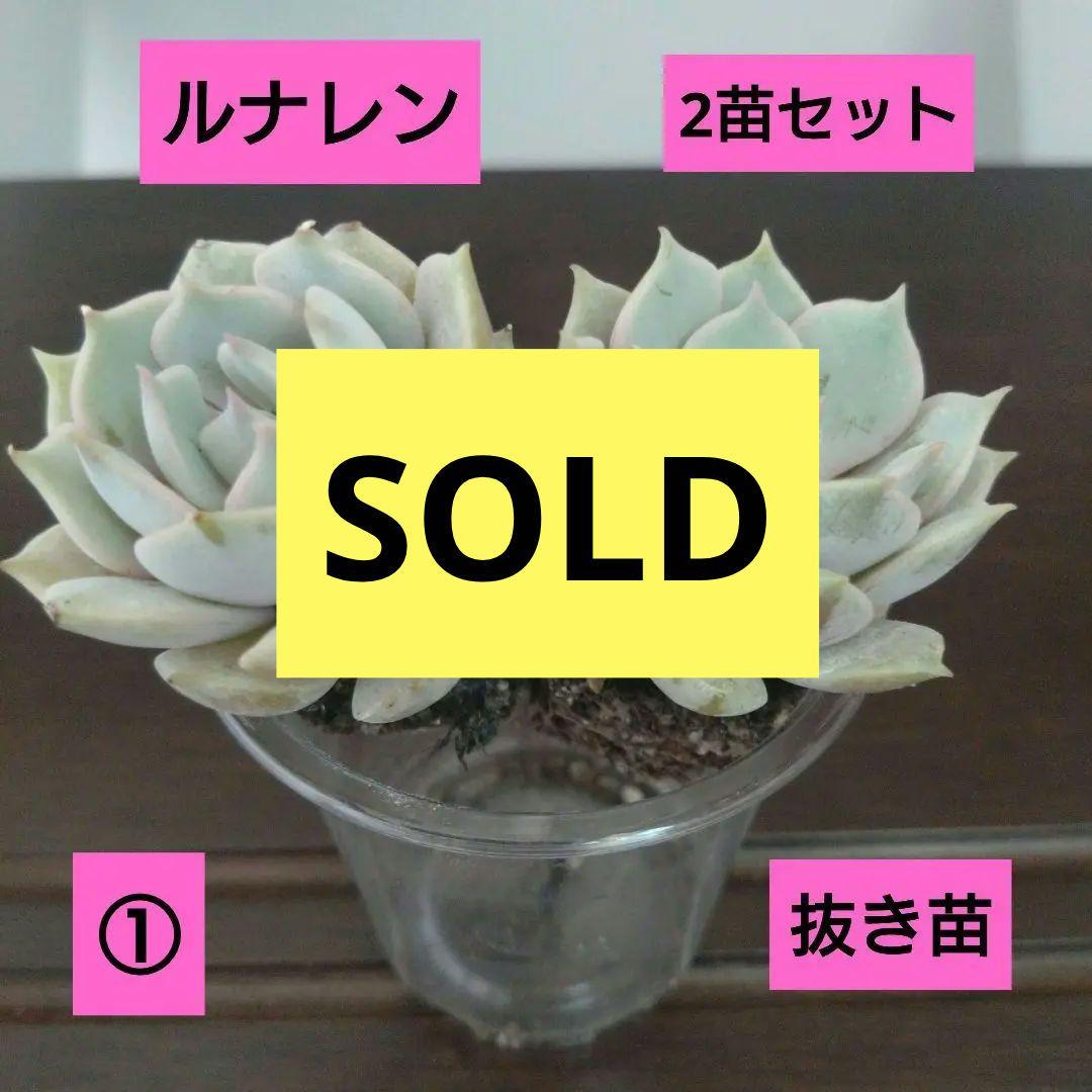 ①多肉植物【ルナレン】2苗セット　抜き苗 エケベリア