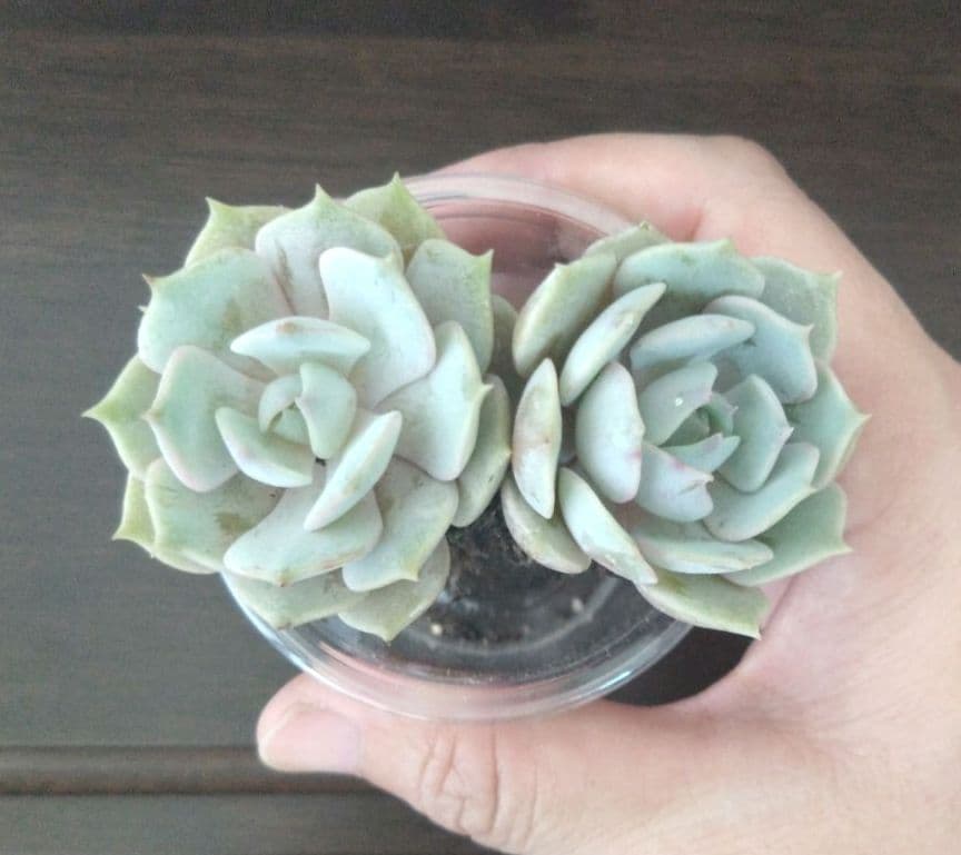 ①多肉植物【ルナレン】2苗セット　抜き苗 エケベリア