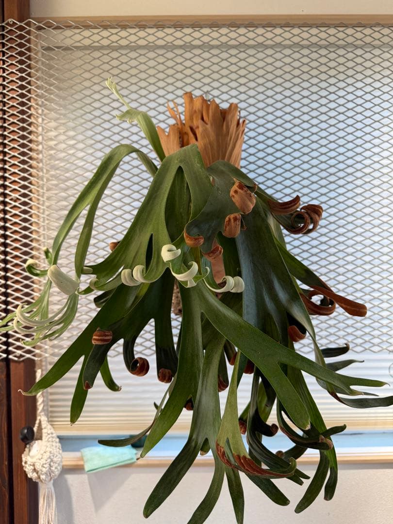 【超大株】ビカクシダ フーンシキ ★親株＋子株2付　★オマケ★ジェイドガール付き