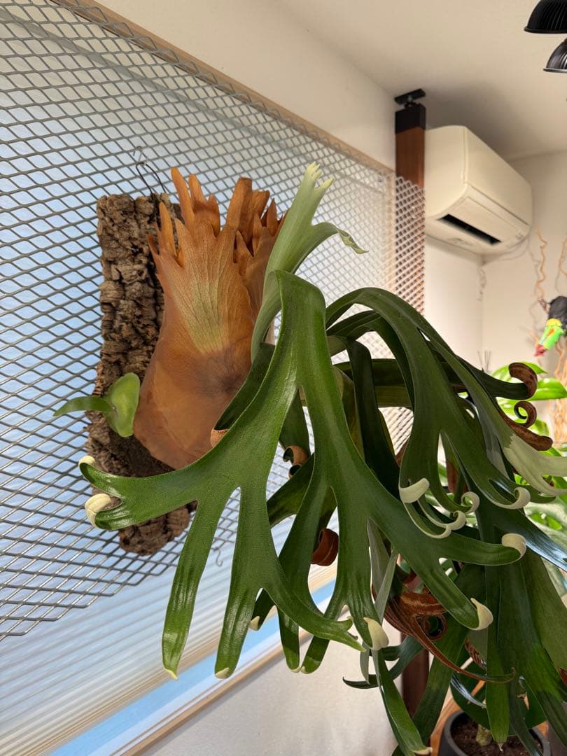 【超大株】ビカクシダ フーンシキ ★親株＋子株2付　★オマケ★ジェイドガール付き