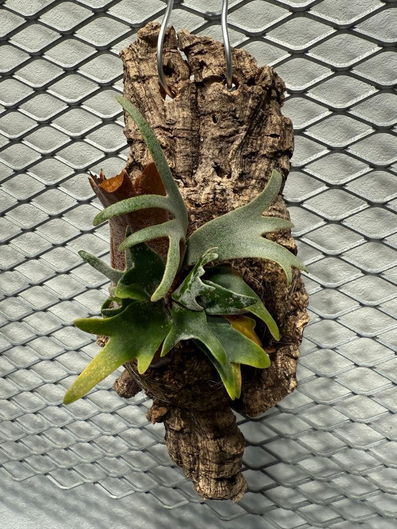 【超大株】ビカクシダ フーンシキ ★親株＋子株2付　★オマケ★ジェイドガール付き