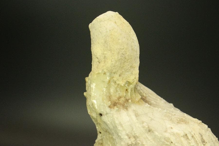古美術 古萩 獅子 置物 時代物(A676)