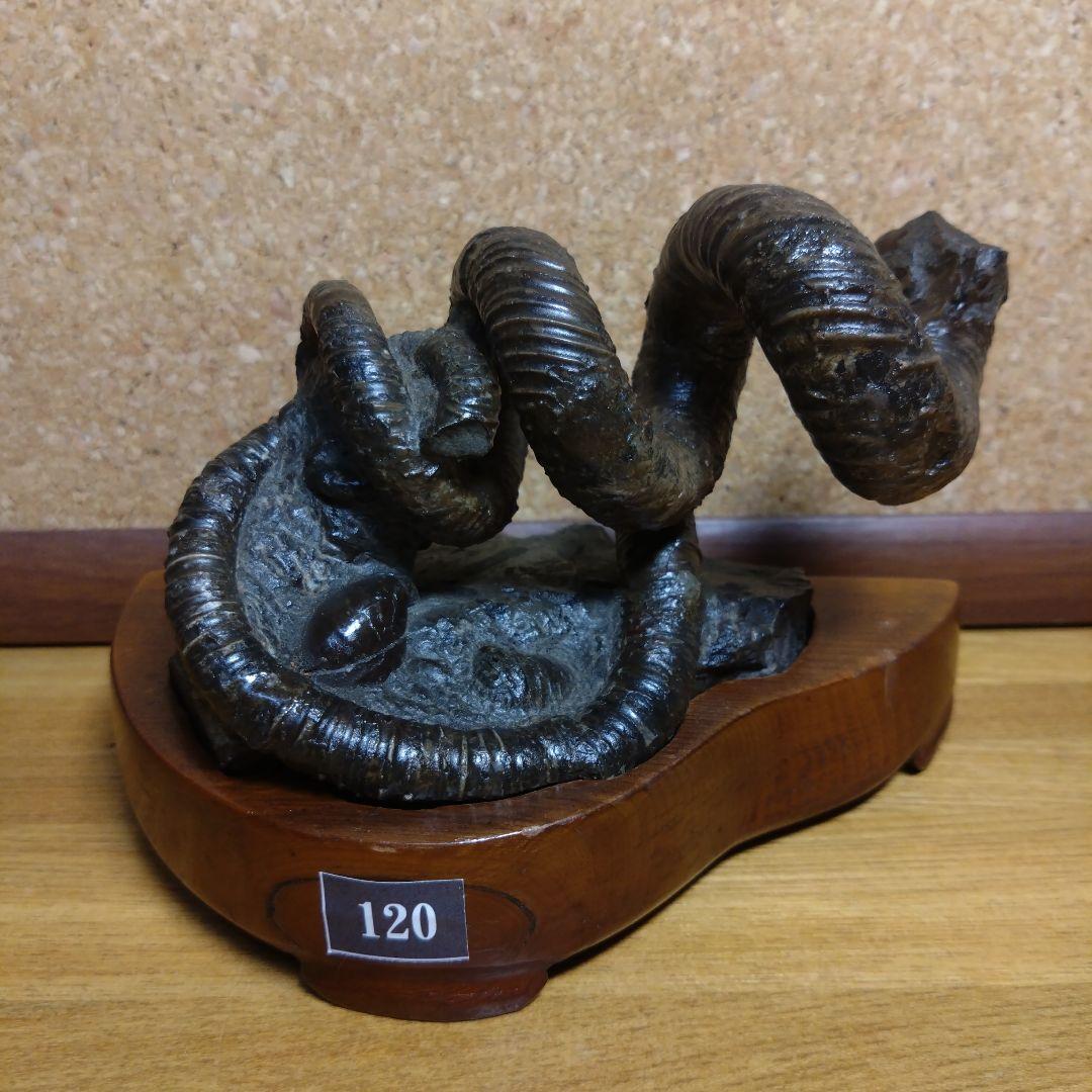 田*夫様 アンモナイト 異常巻 化石(120)