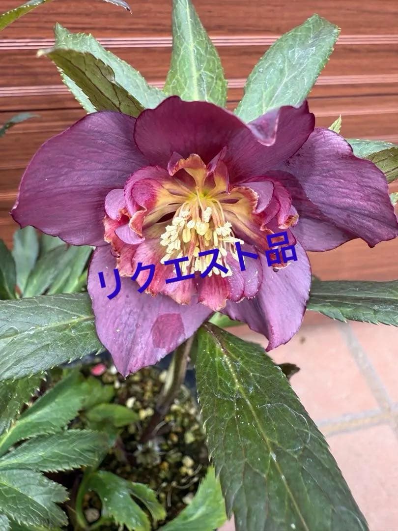 かのん【若泉ファーム】クリスマスローズ 雅