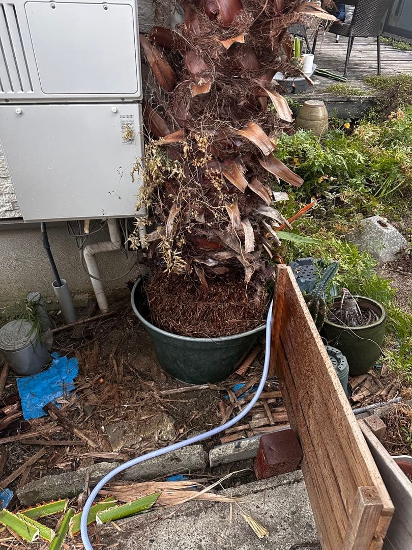 ワシントンヤシ 約6メートル