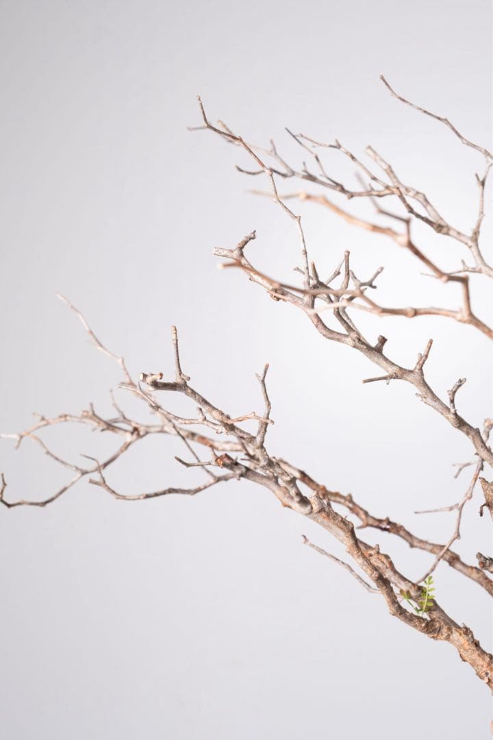 JP67 オペルクリカリア パキプス コーデックス ベアルート株