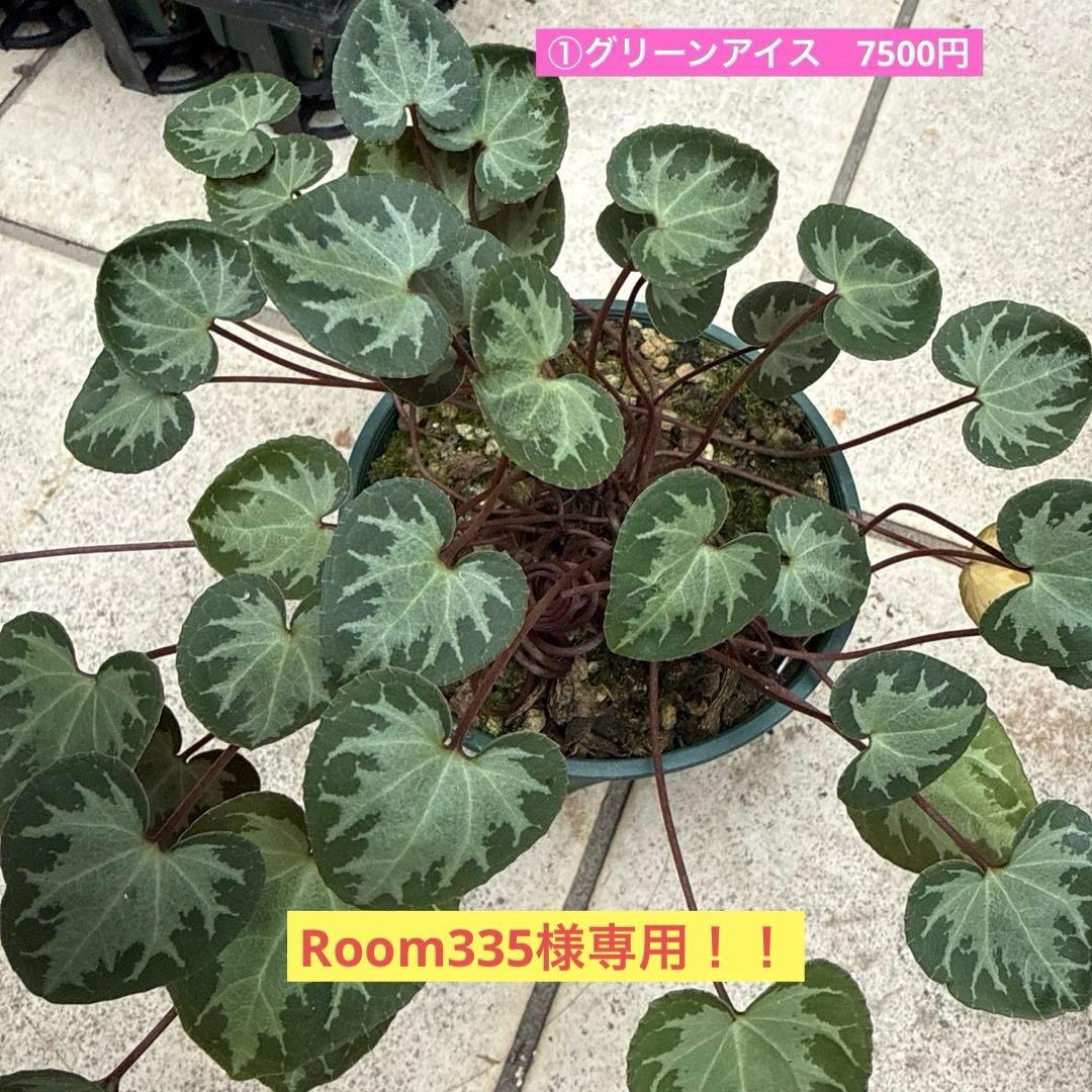 Room335様確認専用！！原種シクラメン