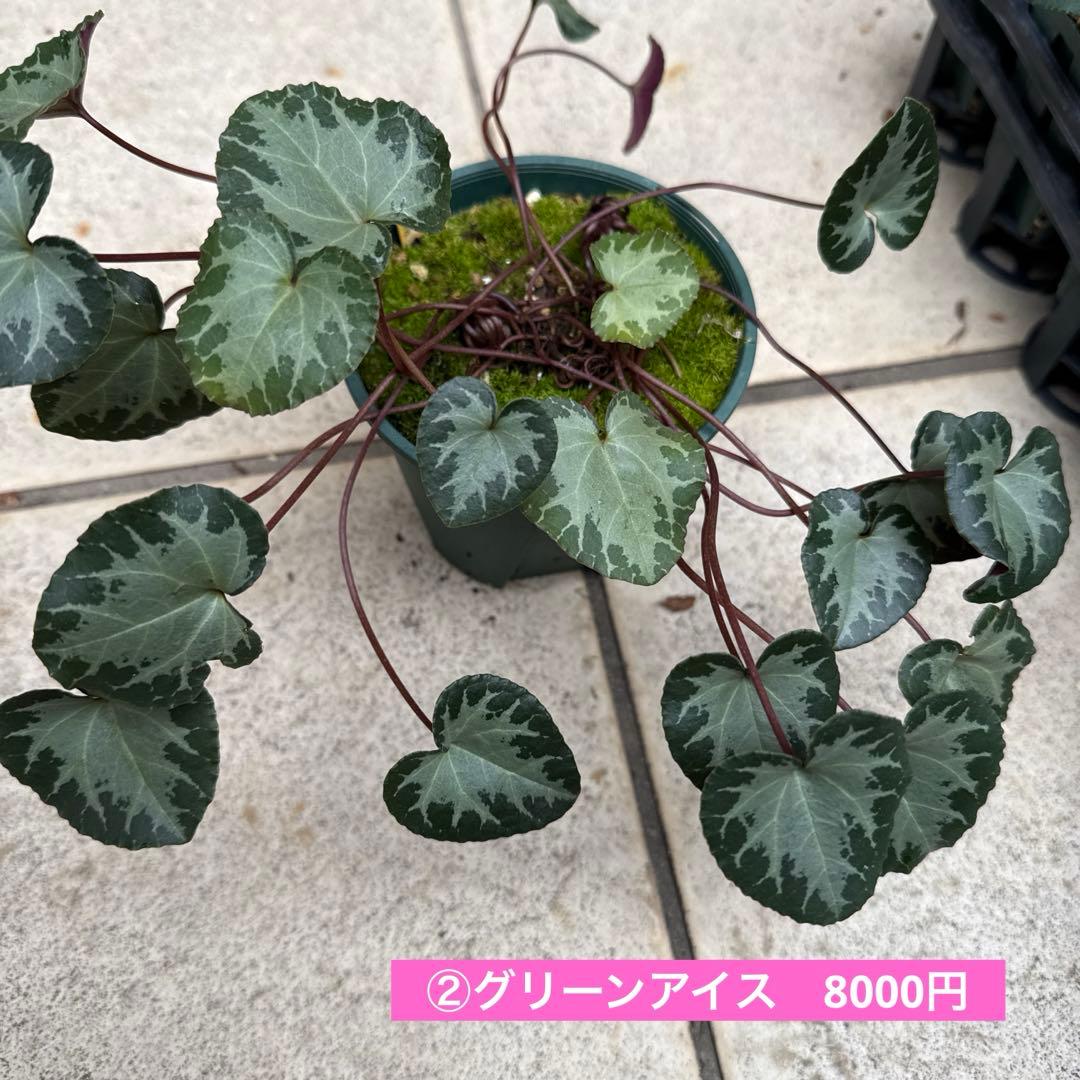 Room335様確認専用！！原種シクラメン